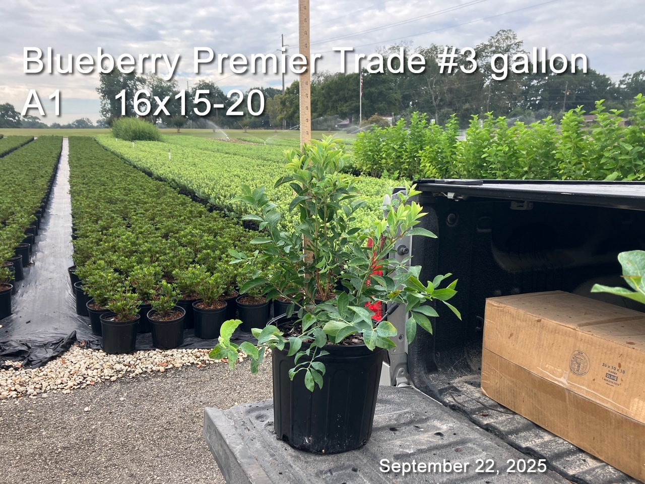 gallery/bpr3t a1 sept22.jpg